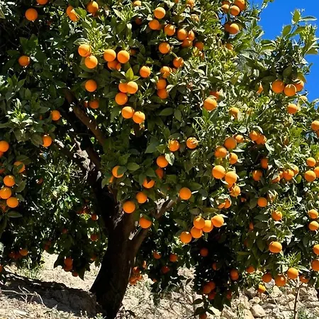 Cortijo El Pino Albuñuelas